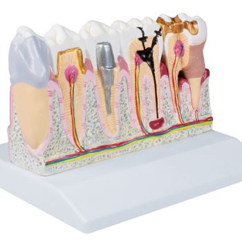 dentalmodels-medstore.ie