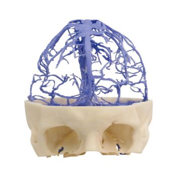 anatomicalmodels-medstore.ie