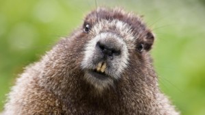 Create meme: Groundhog day, animals, a family of beaver