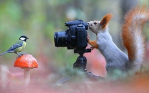 Create meme: birds, the camera, chickadee