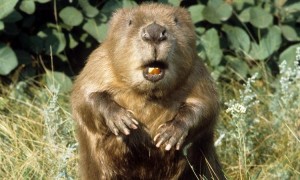 Create meme: beaver, face beaver