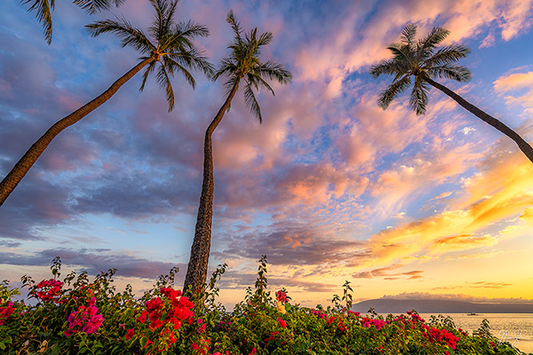 Three Palms over Lahaina