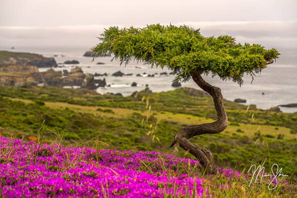 Big Sur Bonsai