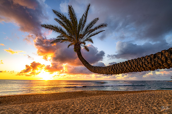 Palm Tree Sunset