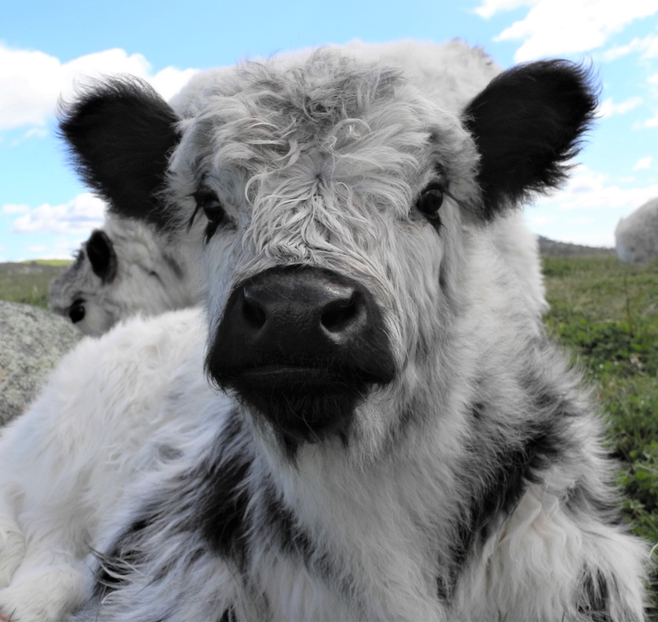 Fluffy Cow Breeds