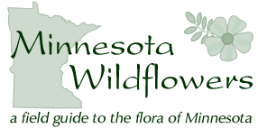 Minnesota Wildflowers