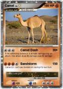 Camel