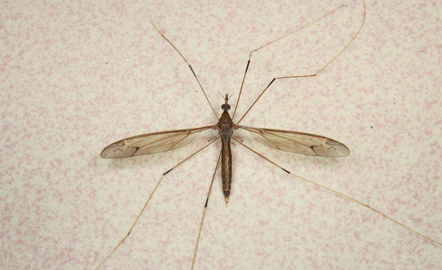 Crane fly