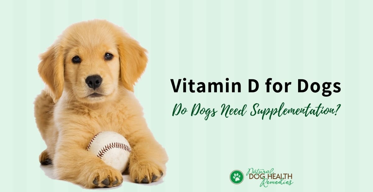 Vitamin D for Dogs