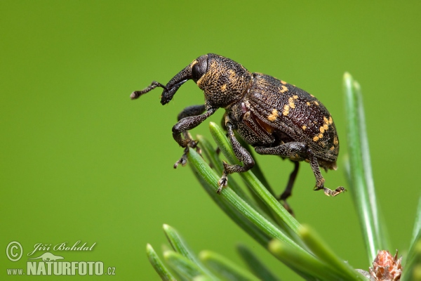 Large Pine Weevil (Hylobitus abietis)