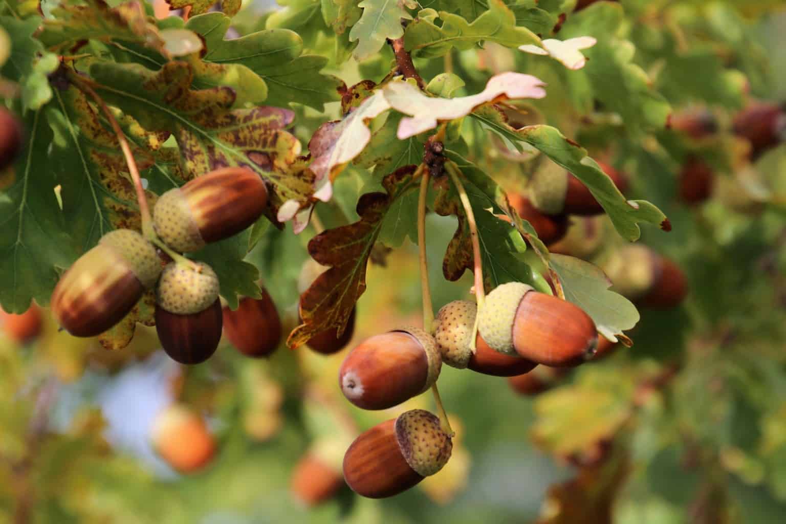 acorns