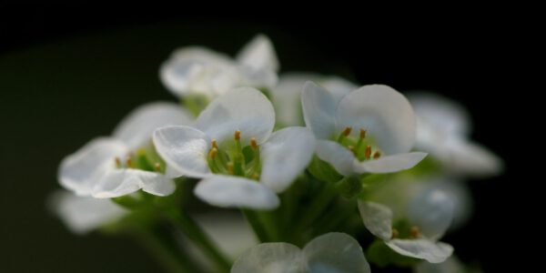 White Alyssum