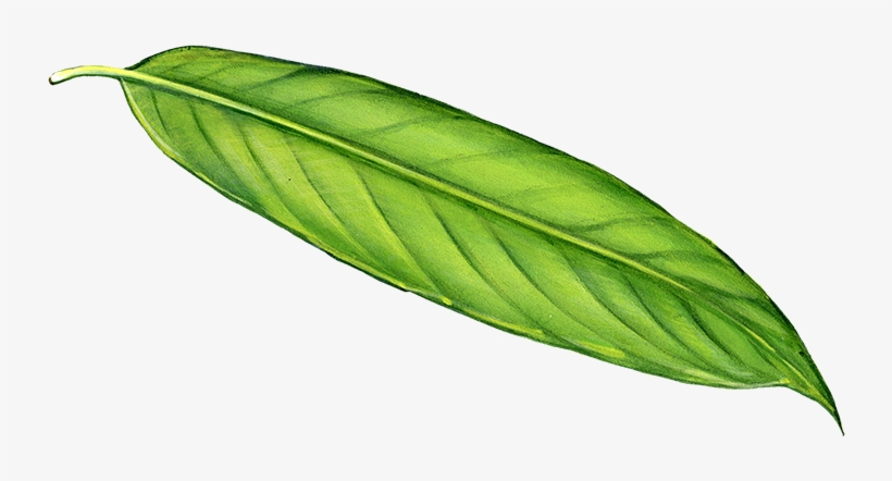 Long Leaf Png - Long Leaf