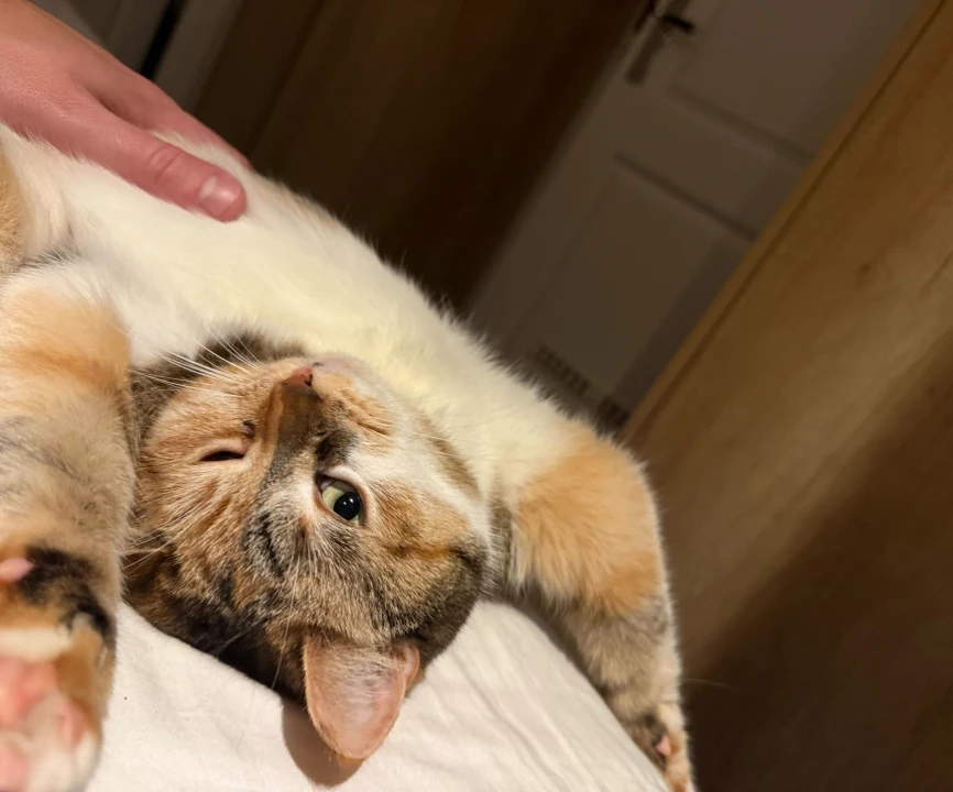 Work from home cuddles