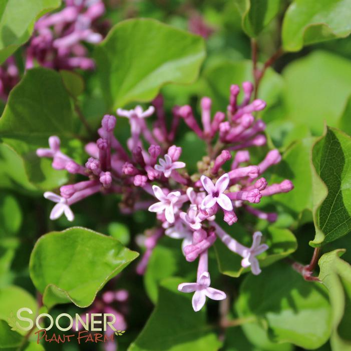 Dwarf Korean Lilac Leaf