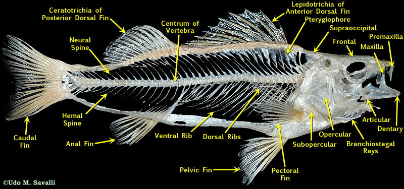 Fish Skeleton Labeled