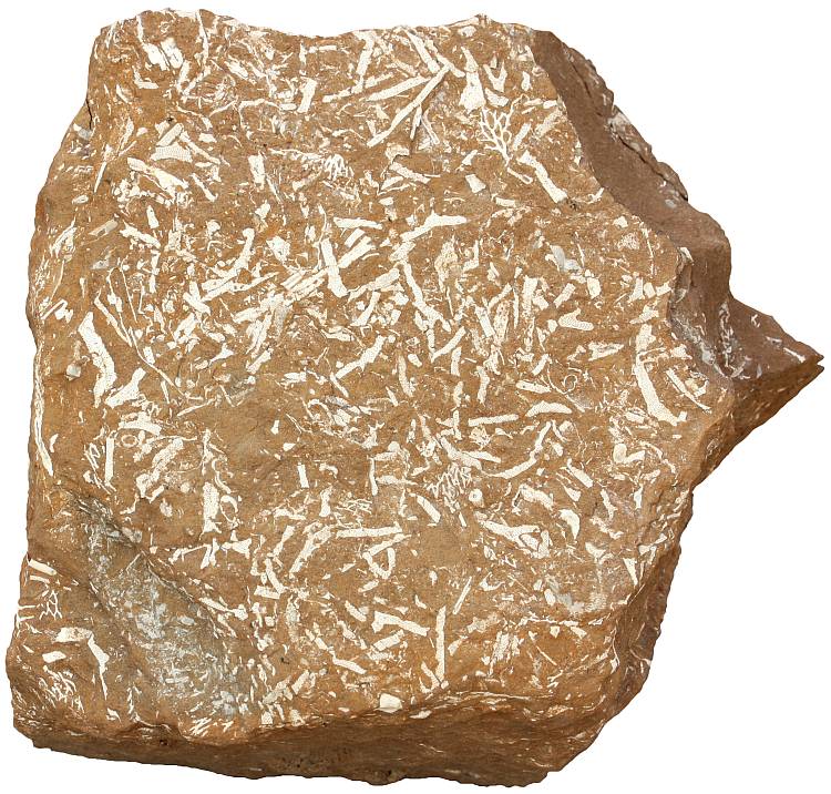 Oil shale sample