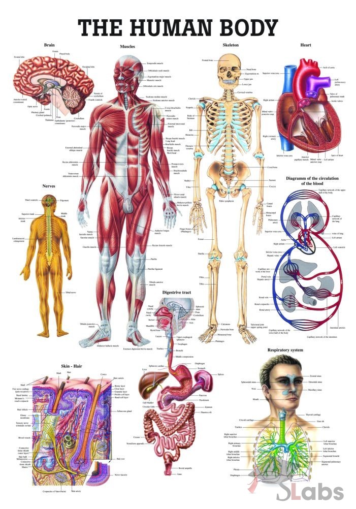 The Human Body Chart