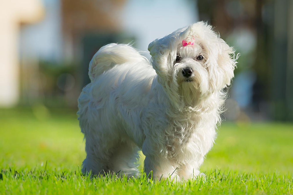 Maltese adult