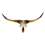 Cow Skull - Large