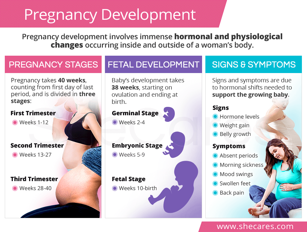 Pregnancy development