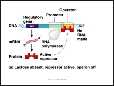 Lac Operon