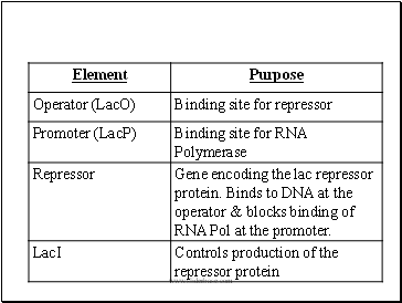 Lac Operon