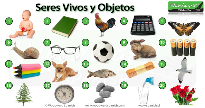 Actividades De Ciencias Para Kinder Seres Vivos Y Objetos Inertes | The ...