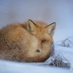 Fox in a Dream