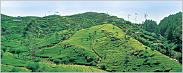 SriLankan Airlines