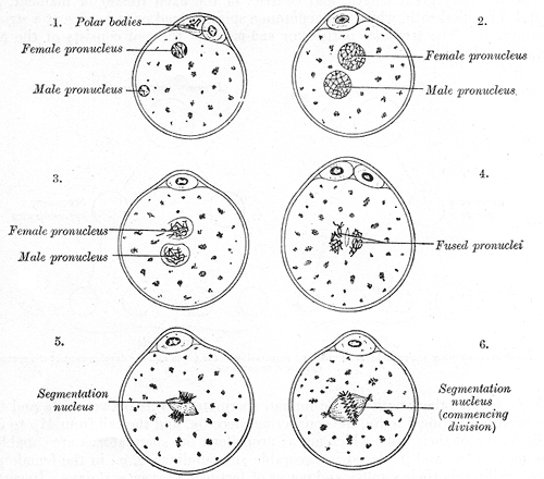 Histology, Cell | Treatment & Management | Point of Care