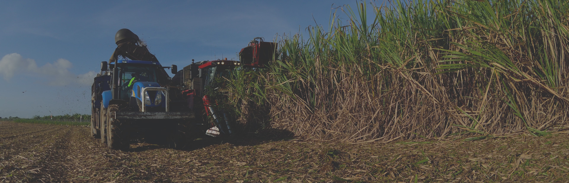 havesting sugar cane