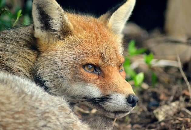 Fox Spirit Animal