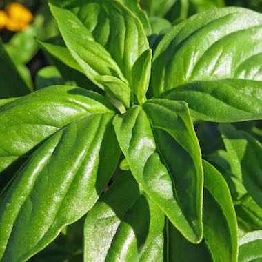 Genovese Basil