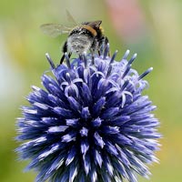 Globe thistle seeds