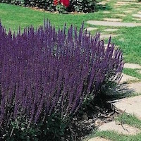 Salvia perennial seeds