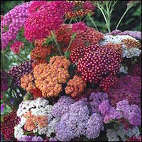 Yarrow seeds