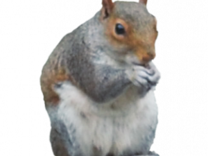 Squirrel PNG