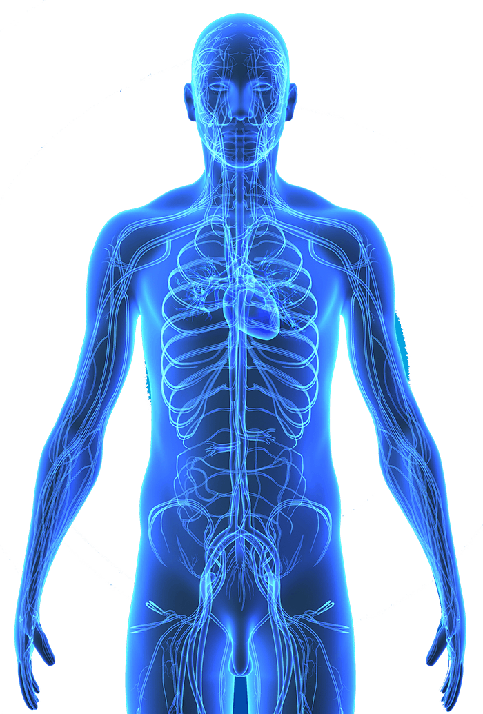 Female Body Anatomy Diagram