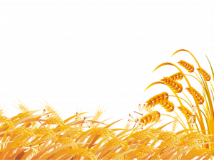 Wheat Field PNG Photo