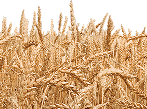 Wheat Field PNG Transparent HD Photo