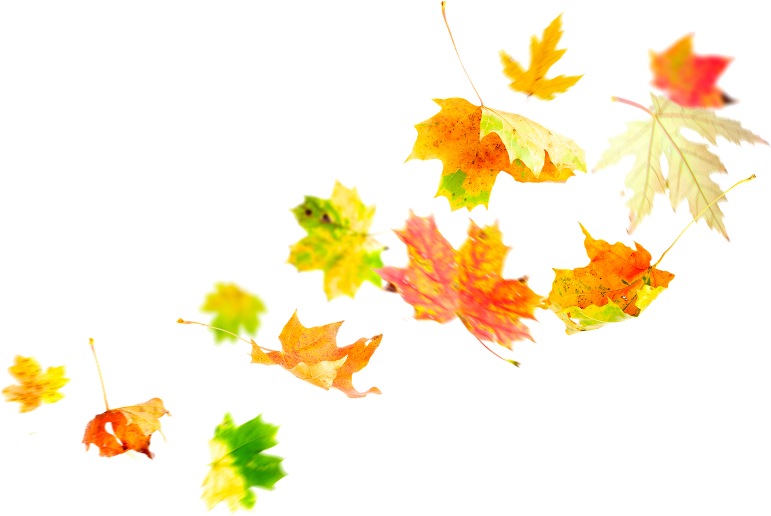 autumn leaves, colorful foliage, falling leaves, seasonal nature, Wind PNG