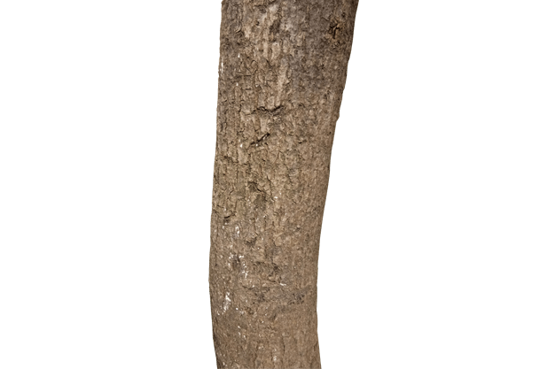 mango tree root 