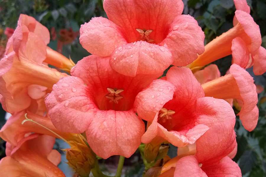 orange trumpet vine flower