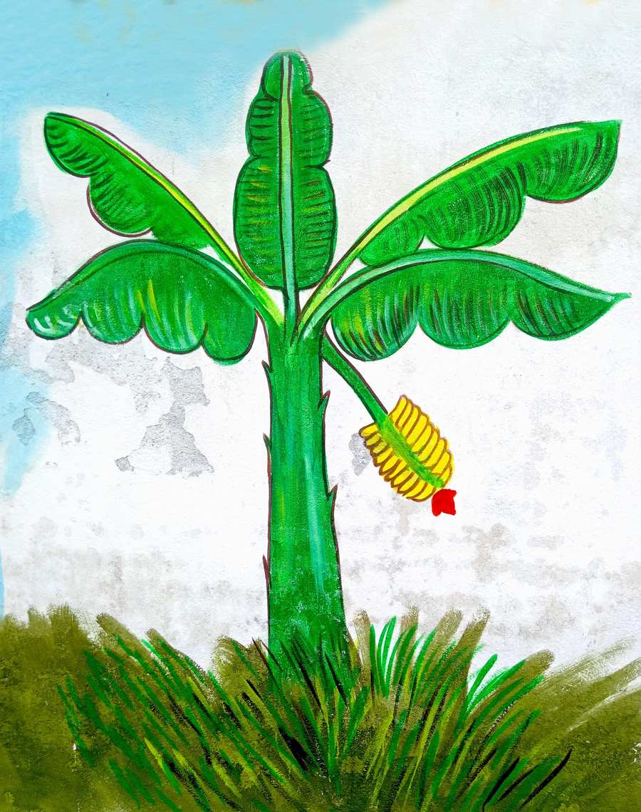 banana tree painting images