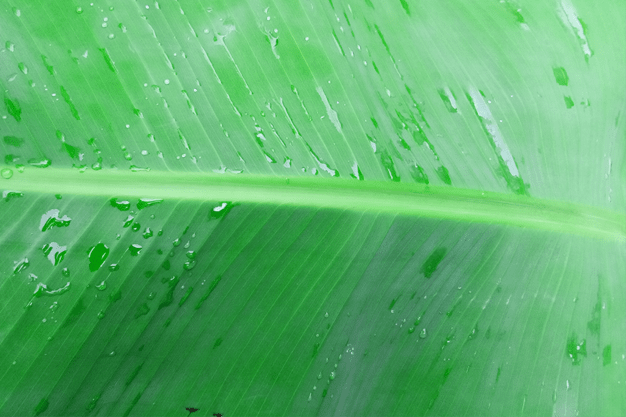 banana leaf wallpaper