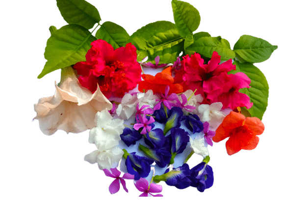 beautiful flowers wallpaper