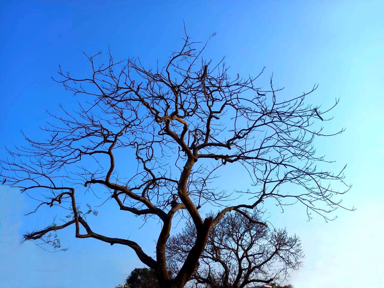 dry tree with blue background