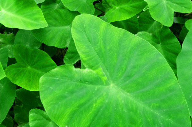 gabi vegetable tree