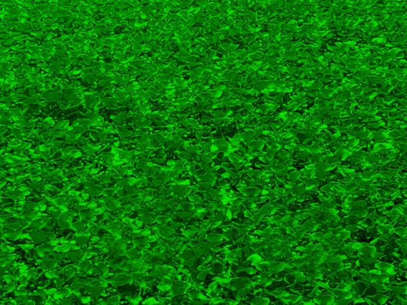 green nature wallpaper